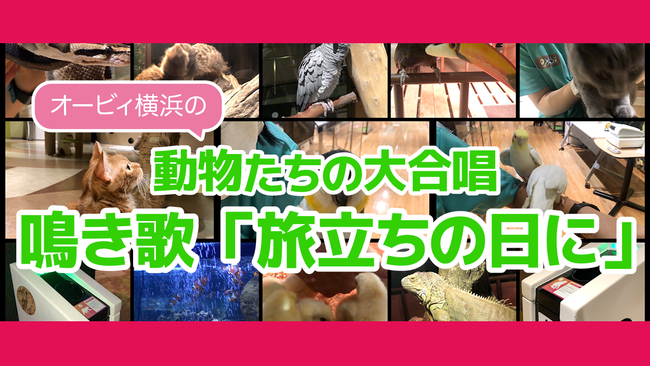 「鳴き歌動画」イメージ