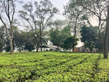 インド　ダックティー茶園