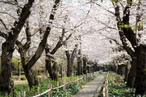 2015年本学桜並木の様子1