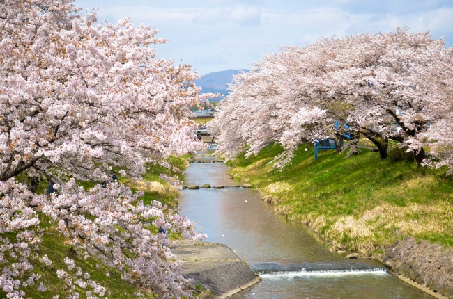 藤田川ふれあい桜