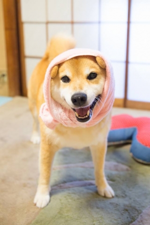 柴犬まる