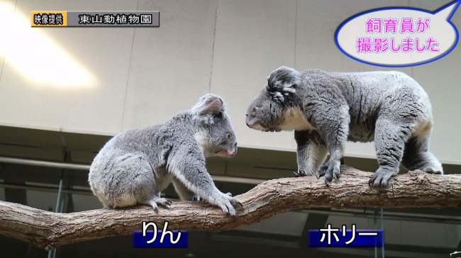 おうちで楽しむ東山動植物園