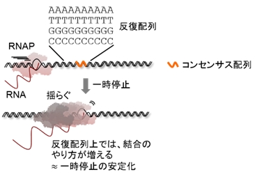 熱揺らぎとゲノム反復配列を組み合わせた転写調節機構