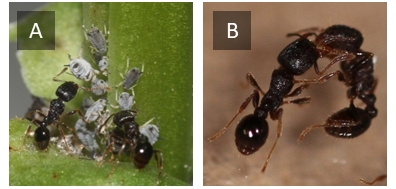 図1　トビイロシワアリとマメアブラムシ