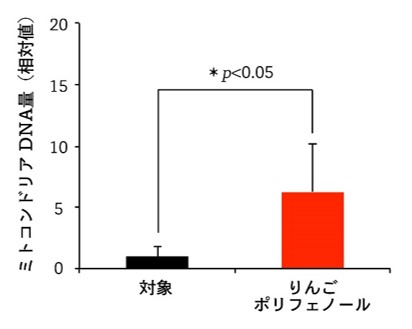 図２：ミトコンドリアDNA量の変化