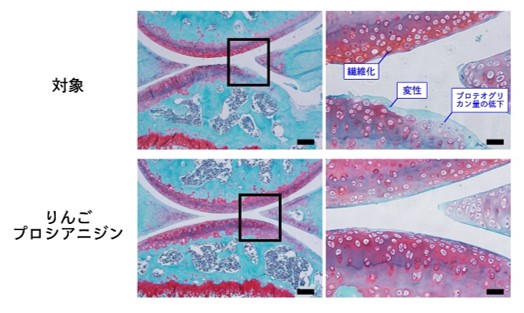 図４：膝関節の軟骨変性の抑制