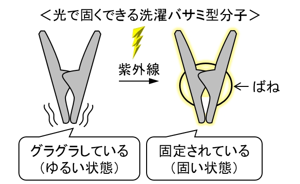 図２：洗濯バサミ型分子の光反応の模式図