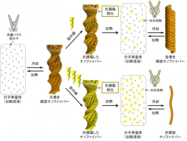 図３：洗濯バサミ型分子とその光生成物の存在比に依存した共集合過程