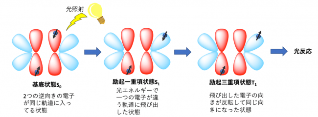 図２ 光反応のメカニズムに関する教科書的な理解 ：●は一つの電子を表し、矢印はスピンの向きのイメージを表す。赤い部分は最初に電子が入っている軌道、青は 最初に電子が入っていない軌道をそれぞれ表す。