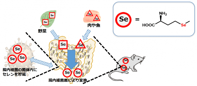 図1 今回明らかになったミネラル代謝における腸内細菌叢の役割の模式図とセレノメチオニンの構造式（右上囲み）