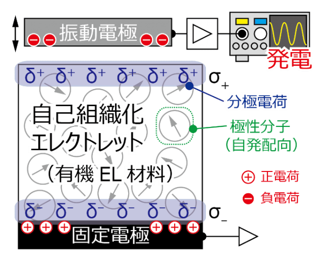 図１：本研究で作製した、『自己組織化エレクトレット』からなる振動発電素子の模式図。分極電荷によって正負の電荷が振動・固定電極に誘起される。この状態で電極が振動すると電荷の充放電が生じ、外部回路に電流が流れることで発電する。