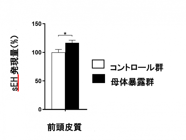 図２：前頭皮質におけるsEH発現量の差