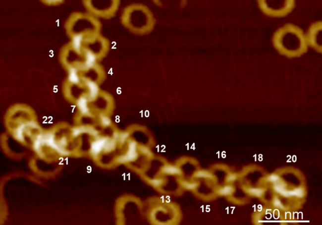 図２　本研究で観察された最長のポリカテナン。20個の環構造が直線状に繋がっており、さらに8、19番目の環は三つの環と繋がっており、分岐構造になっている。