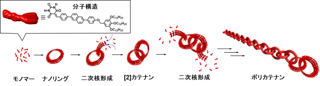 図３　二次核形成によるカテナン形成のメカニズム