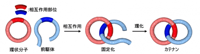 図４　鋳型合成法によるカテナン合成