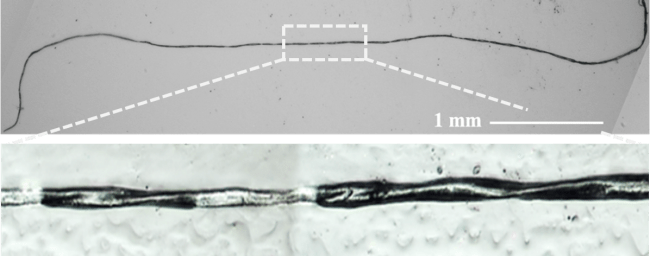 図1 本研究にて形成された螺旋ポリマーファイバーの例。（長さ5.8mm、ファイバー直径~6μm、螺旋のねじれの間隔は平均250 μm）