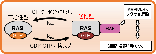 図1：RASのヌクレオチド結合サイクルと下流のシグナル伝達経路