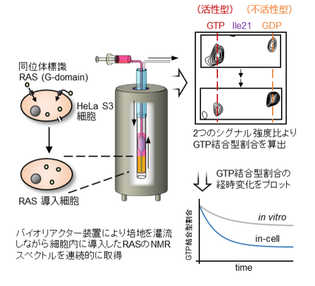 図2：リアルタイム細胞内NMR観測法と本研究での実験の概要