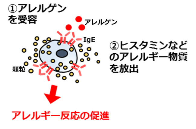 図1：アレルギー反応が起こる仕組み