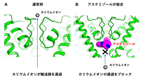 図2 hERGチャネルにアステミゾールが結合する様子