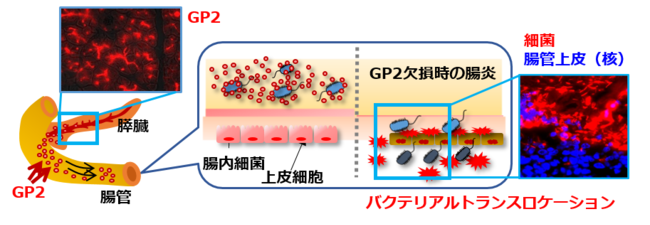 図1．膵臓から分泌されるGP2が細菌感染から体を防御する仕組み