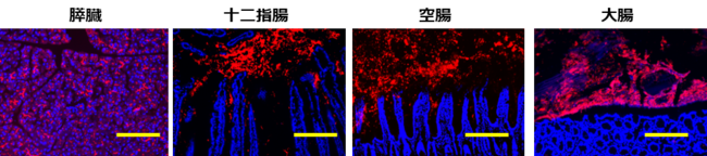 図２. 膵臓から分泌され腸管管腔に流れるGP2（GP2、組織細胞（核））スケールバー100mm
