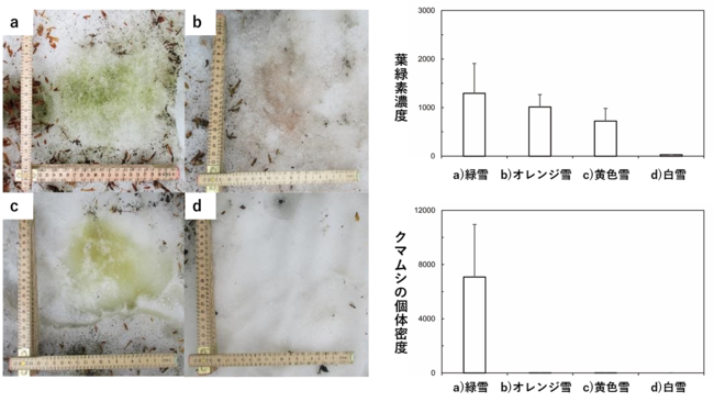 図３ 左：月山の積雪上に見られた雪氷藻類によって着色した積雪。（a）緑藻クロロモナス属藻類が繁殖した緑雪（b）緑藻の休眠胞子で構成されるオレンジ雪（c）黄金藻が繁殖した黄色雪（d）藻類はほとんど含まれない白雪