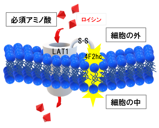 図1　LAT1-4F2hc の模式図。がん細胞の中に必須アミノ酸を運ぶ役割をしている。