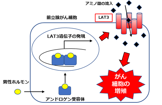 図1　前立腺がんにおけるアミノ酸トランスポーターLAT3の模式図。 男性ホルモン（アンドロゲン）の刺激でがんの進行に関わる。