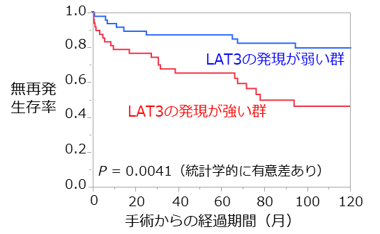 図3　LAT３の染色の強さと術後再発との関係。 LAT３の発現が強い群は無再発生存率が低く、再発せずに生きている割合が低い。