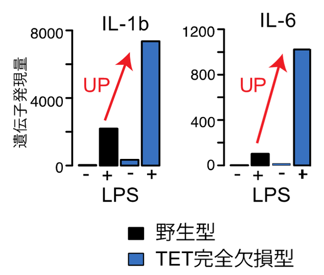 図1.TET完全欠損による炎症性サイトカイン遺伝子の高発現