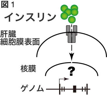 インスリンがゲノムに信号を伝える様子。今日に至るまで、インスリンがどのようにゲノムを制御し、その多様な機能を使い分けているのか不明であった。