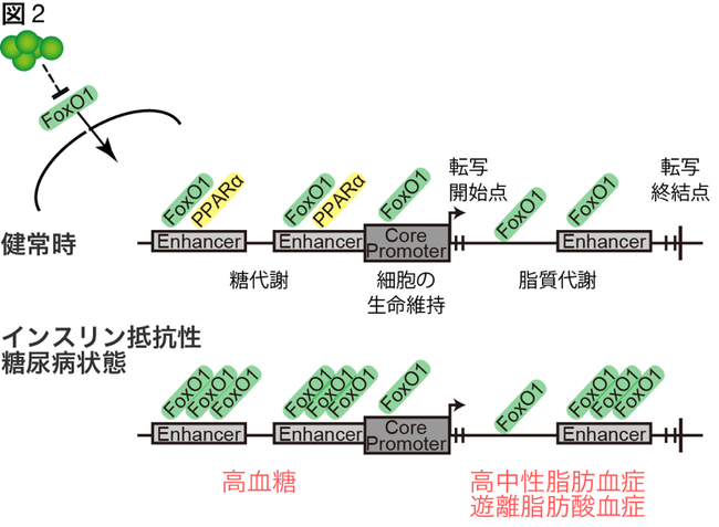 インスリンはFoxO1を介してゲノム上に結合する場所やパートナーを変え、異なる機能を発揮する。糖尿病状態では、FoxO1は代謝に関わる領域へ結合する量を増やし、高血糖や脂質異常が起こる。