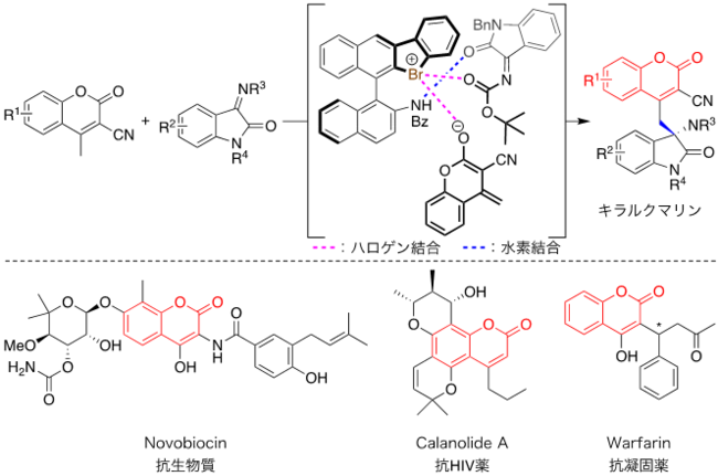 図４. 超原⼦価臭素触媒によるキラルクマリン合成とキラルクマリン⾻格を有する医薬品分⼦の例