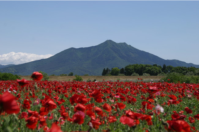 茨城県下妻市　小貝川ふれあい公園　下妻市では移住者を募集しています