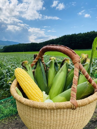 野菜のイメージ（トウモロコシ）