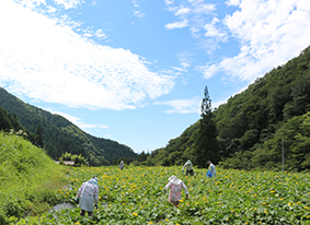 岐阜県郡上市母袋地区活性化の特産品としても販路を広げていきます