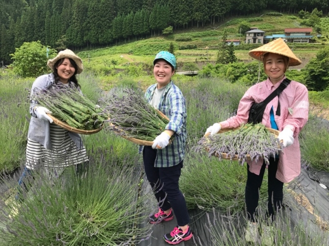 開花直前の、一番香りの良いラベンダーを使用