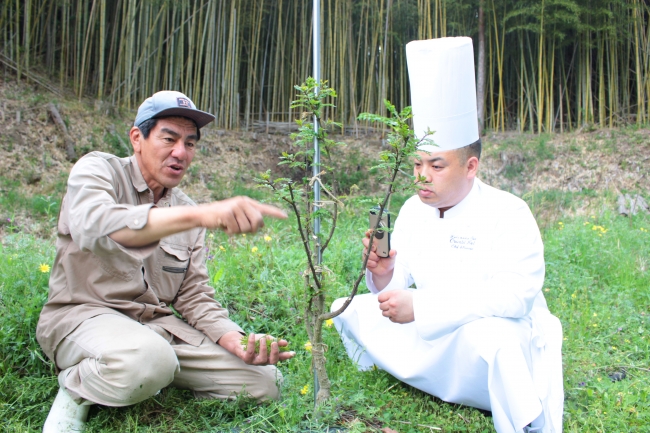 湯船谷の実山椒用の雌の木