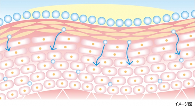 肌への高い浸透性