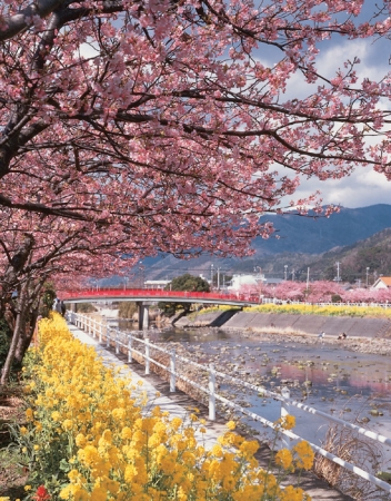 河津桜 河津町（春）