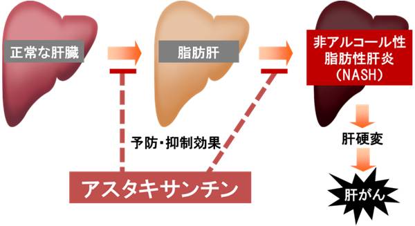 図１．  アスタキサンチンとNASHとの関係