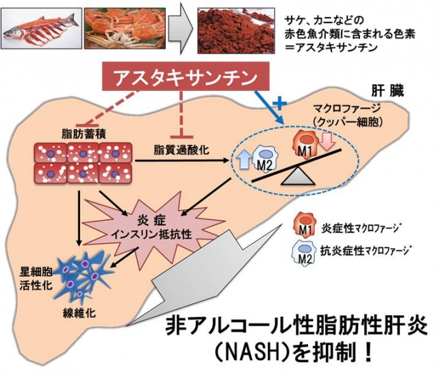 図３.　アスタキサンチンによるNASHの抑制メカニズム