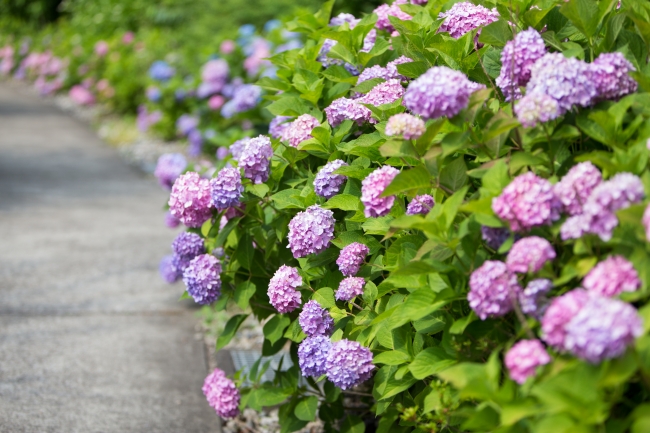 ホテル敷地内の紫陽花