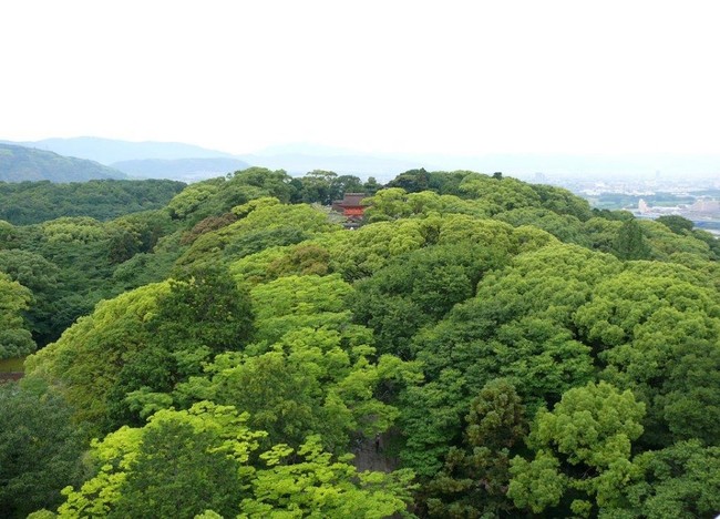 壮大な自然に囲まれた石清水八幡宮