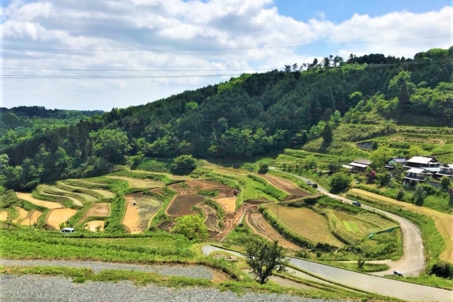 復元後に田植えを行った上籾棚田