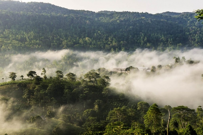 スリランカ「ルンビニ茶園」。世界遺産の森林に囲まれた環境は茶葉にとって最高のもの。2017年世界最多受賞茶園。