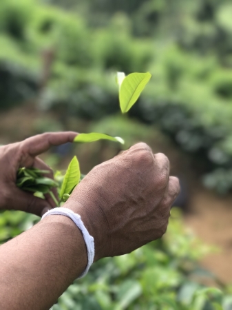 スリランカ・ルンビニ茶園の選別手摘み茶葉