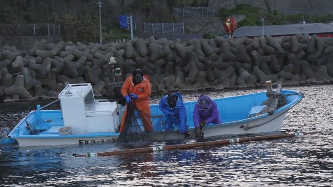 イカ網漁