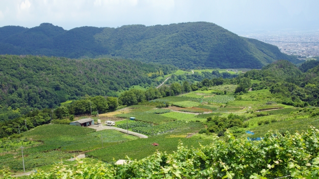 まるで空中ぶどう農園!!雲がない日は富士山も見える絶景の敷島醸造自社農園